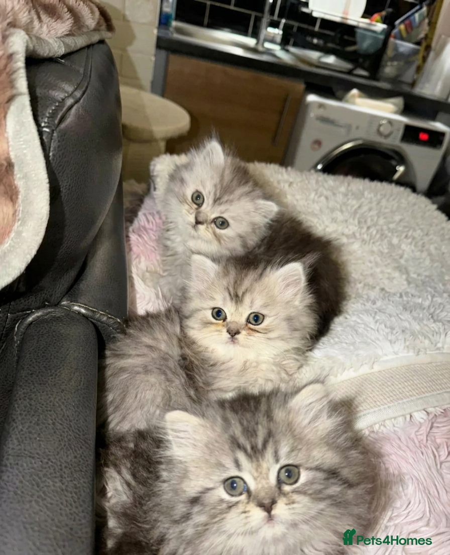 Persian cats Persian chinchilla kittens for sale 8 wks  - Advert 7
