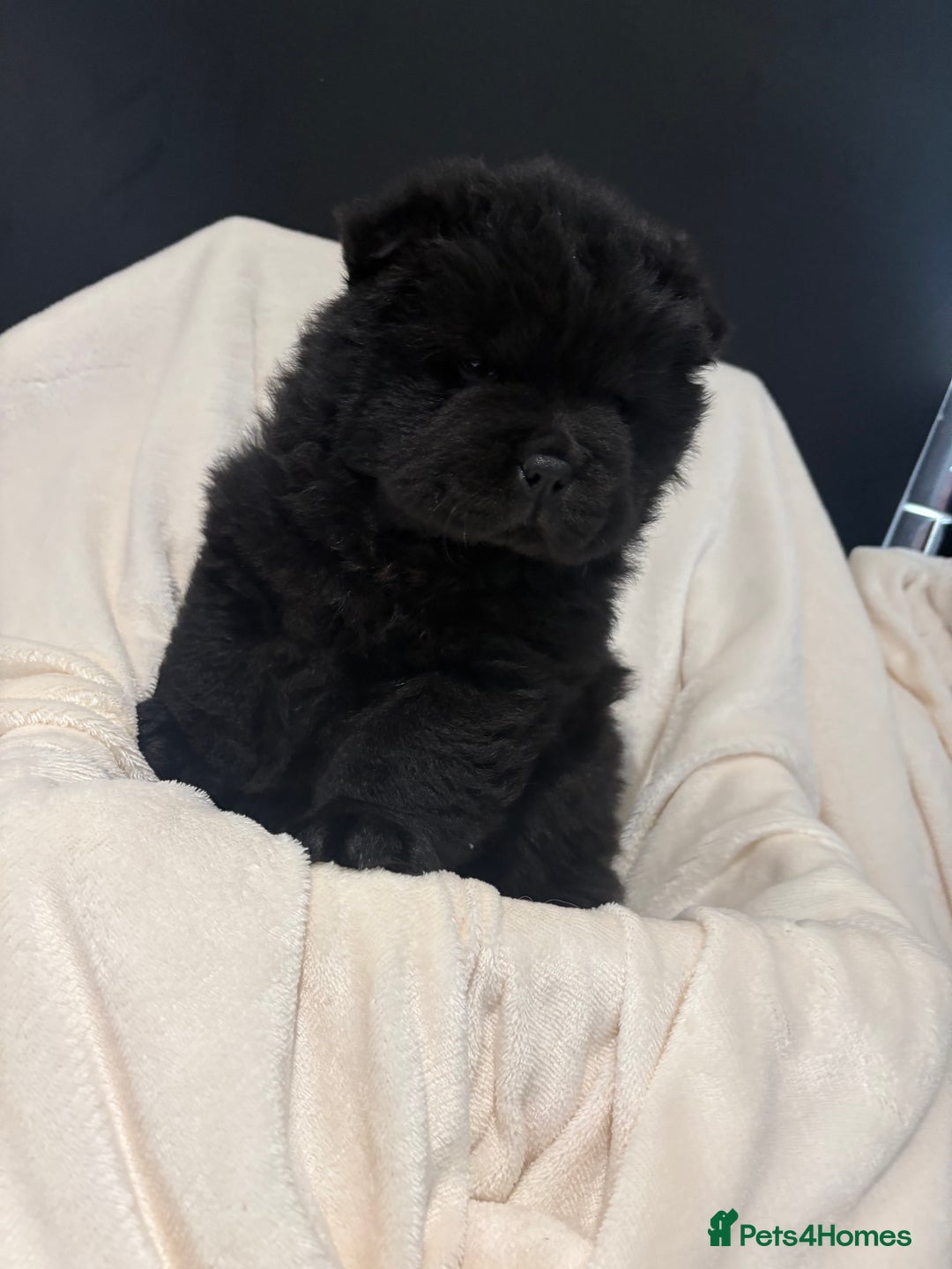 Chow Chow dogs for sale: BLACK GIRL CHOW CHOW - READY NOW!!! - Image 16