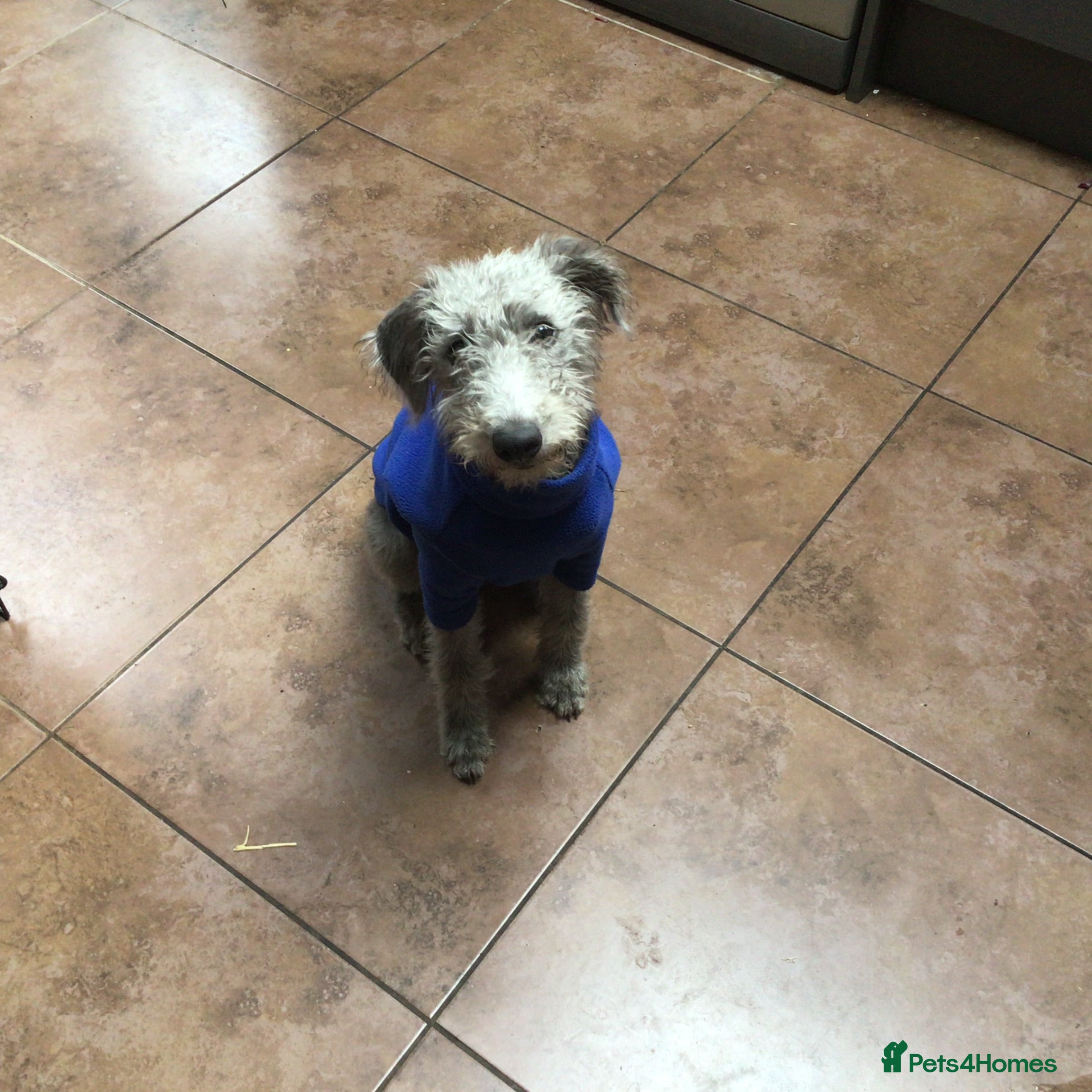 Mixed Breed dogs Bedlington Whippet bitch in Guisborough - Advert 1