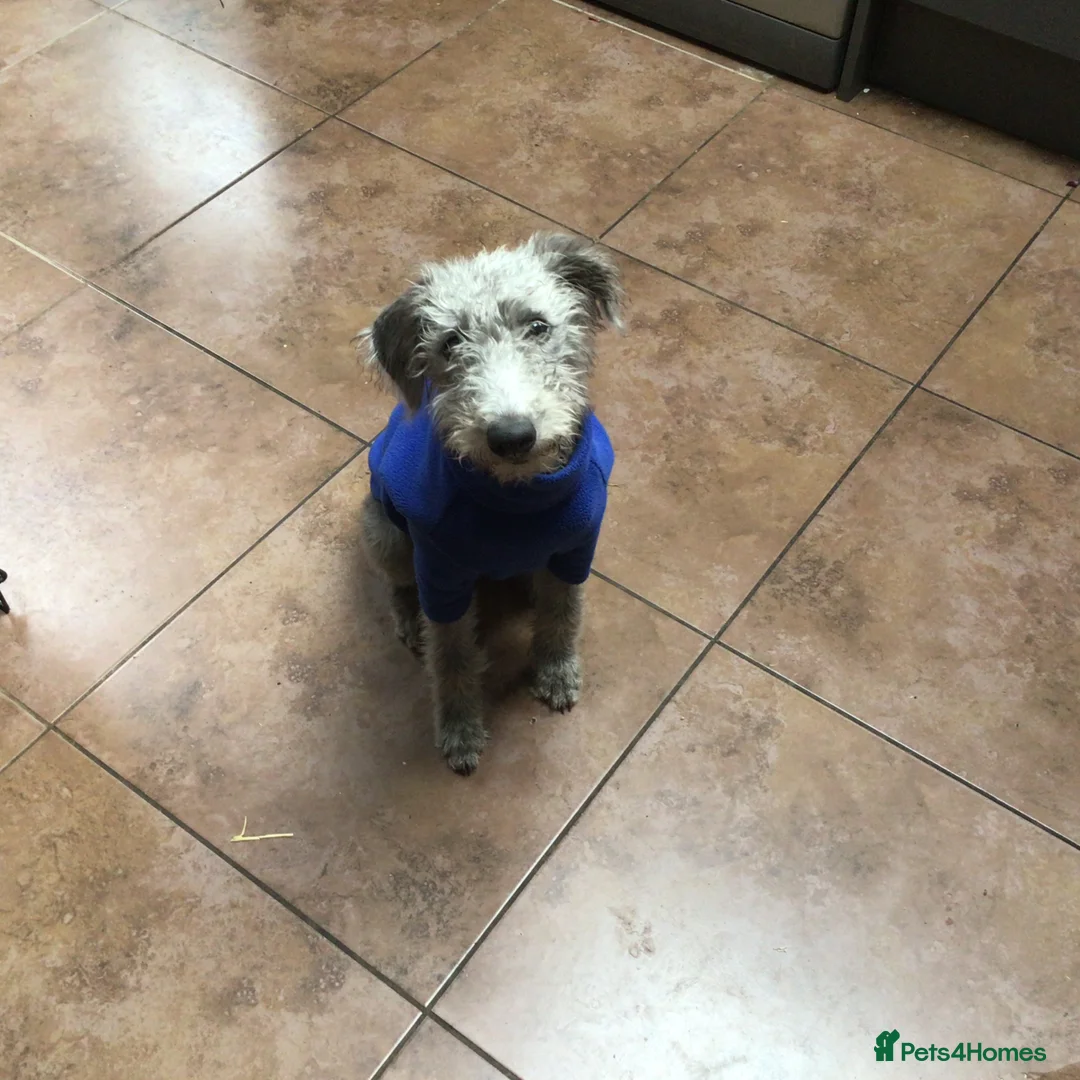 Mixed Breed dogs for sale: Bedlington Whippet bitch in Guisborough - Advert 1