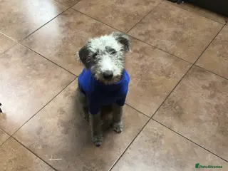 Mixed Breed dogs Bedlington Whippet bitch in Guisborough - Advert 1