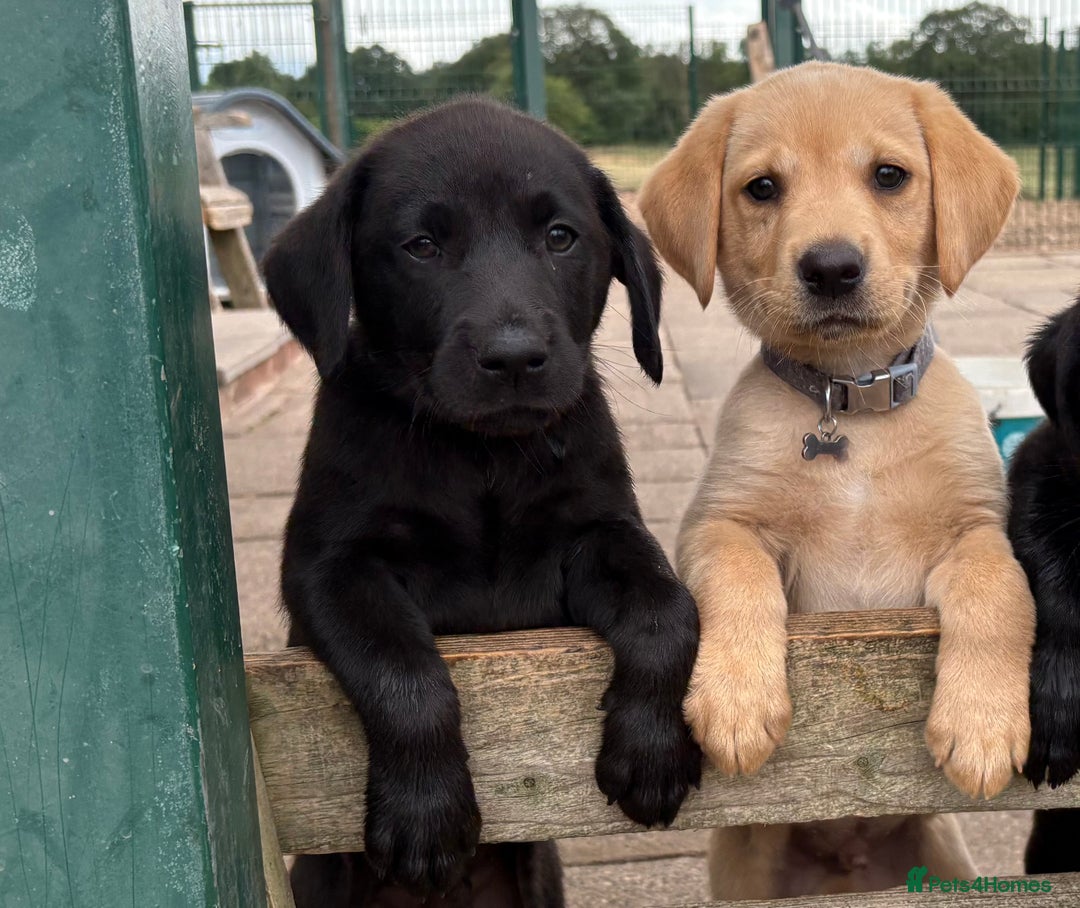 Labrador Retriever dogs for sale: Gorgeous KC, Black, Yellow & Fox Red Labs - Image 11