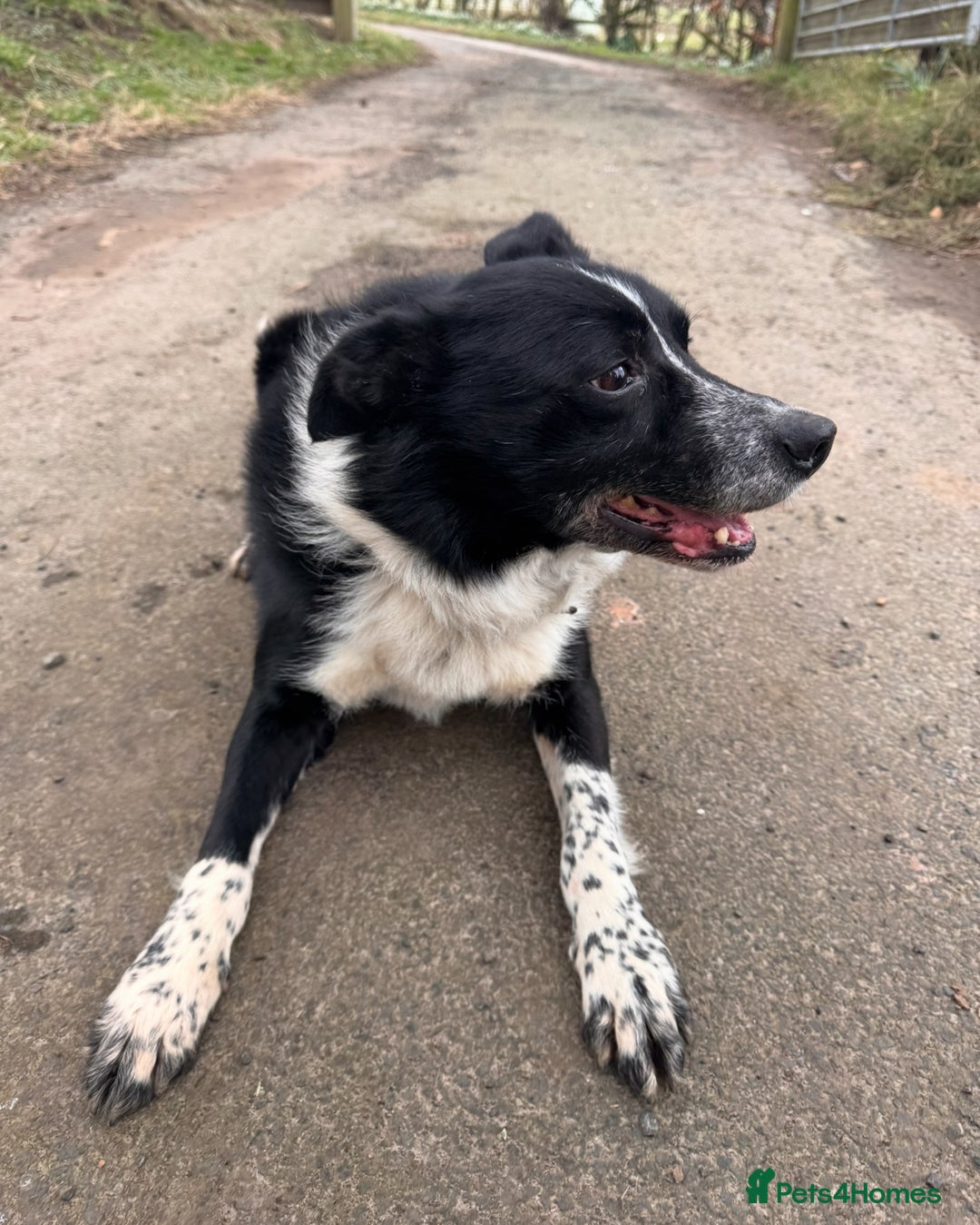 Border Collie dogs for sale: Happy go lucky male collie - Advert 3