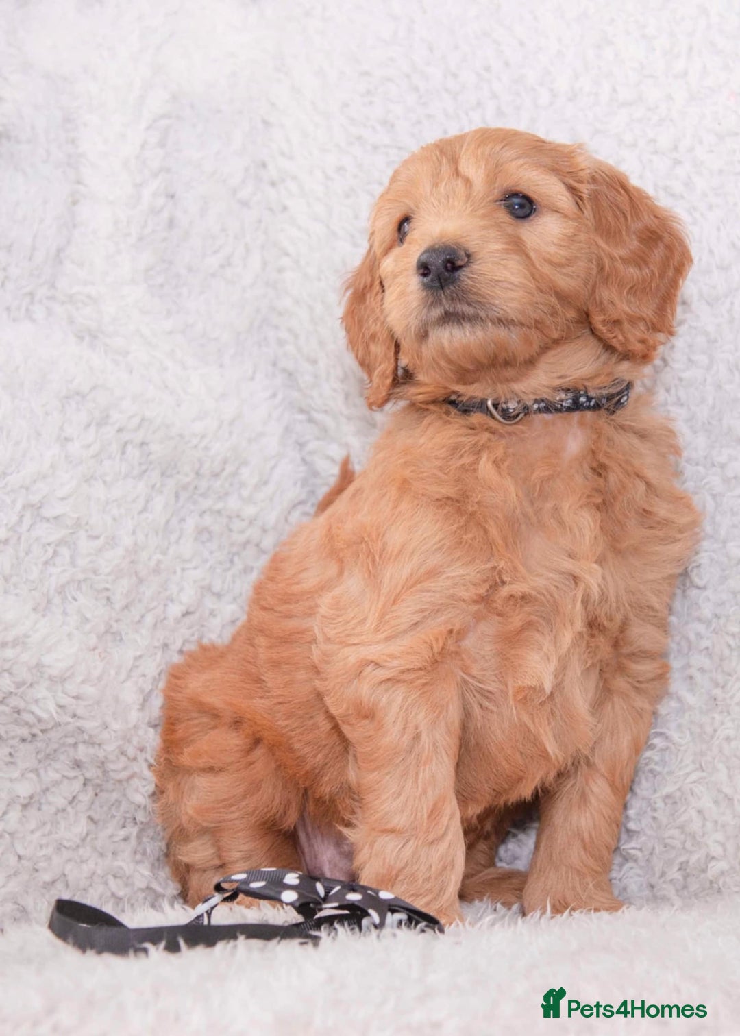 Goldendoodle dogs for sale: Goldendoodles ready in 1 weeks, Beautiful babies. - Image 17