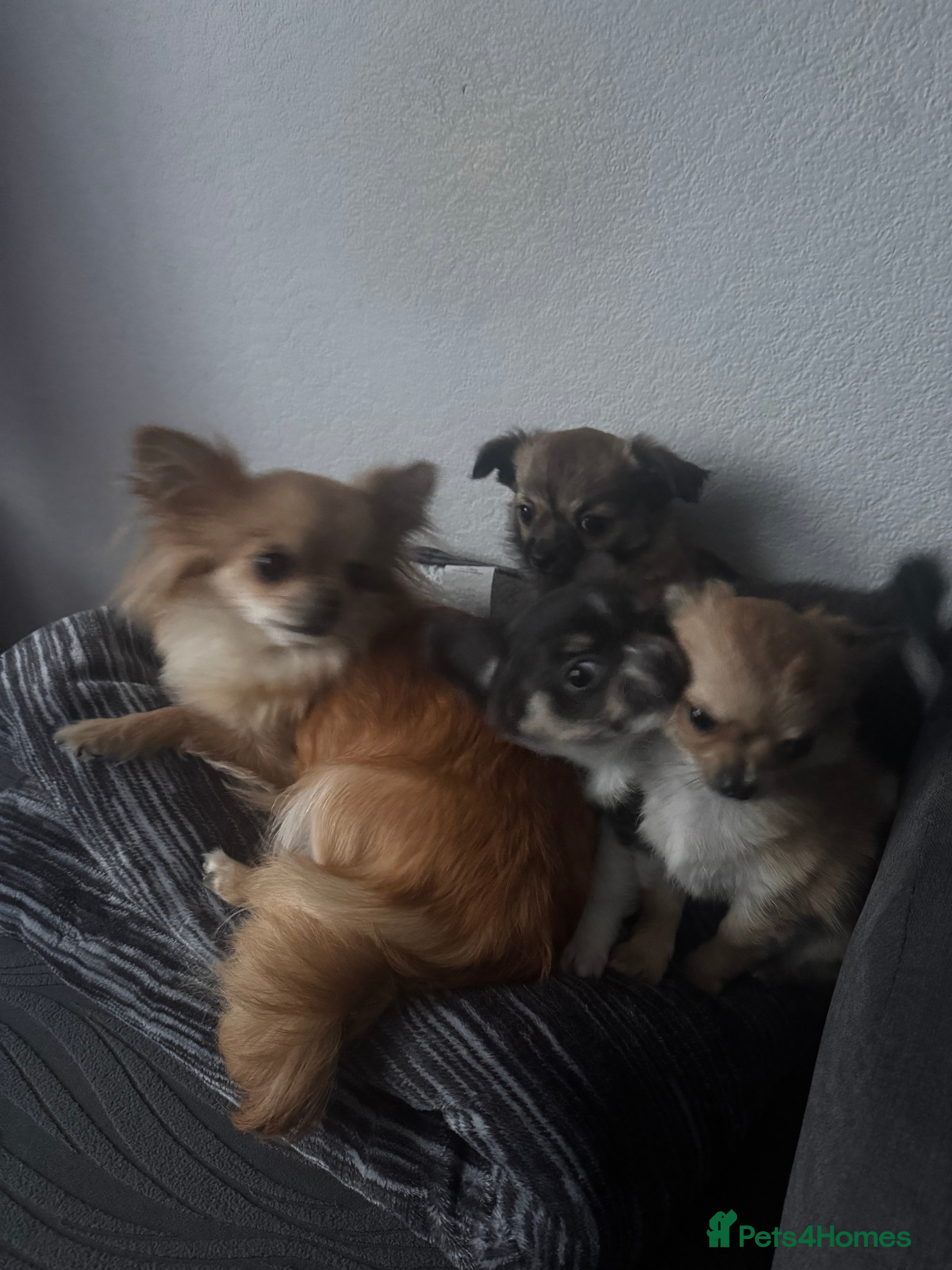 Chihuahua dogs long hair chihuahua - Advert 1