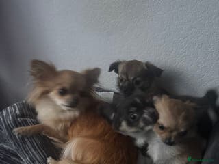 Chihuahua dogs long hair chihuahua - Advert 6