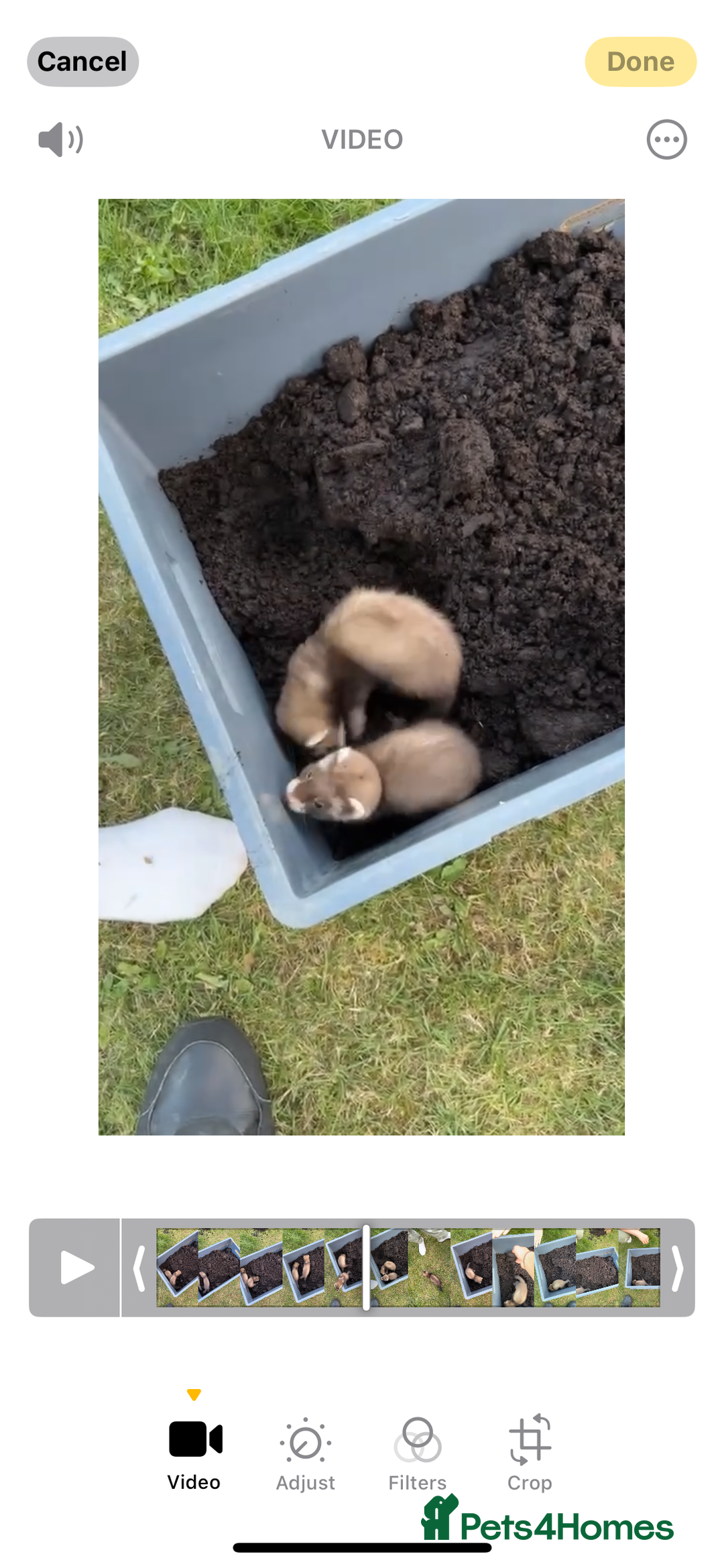 Ferret rodents for sale: 2 girl ferrets 9 week old - Image 1