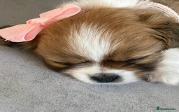 Mixed Breed dogs for sale: Looking for a loving home for our girl - Image 1