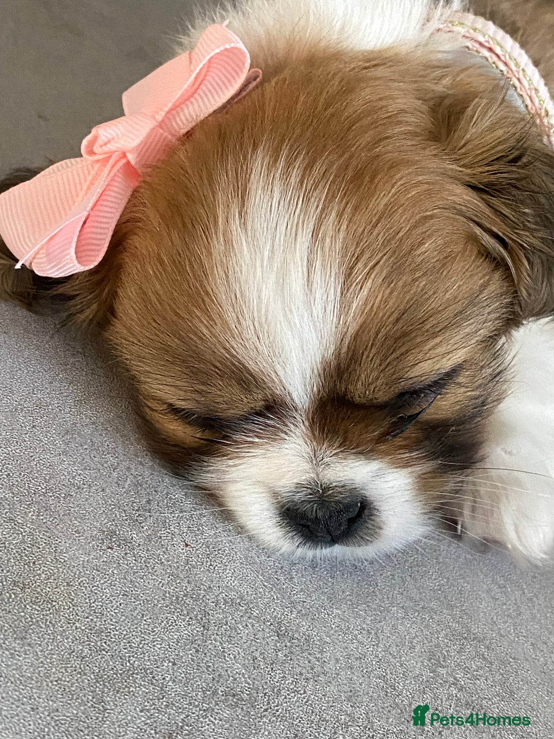 Mixed Breed dogs for sale: Looking for a loving home for our girl - Image 1