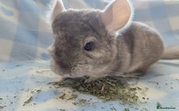 Chinchilla rodents for sale: Young adult and baby chinchillas RPA/RPAC - Image 16