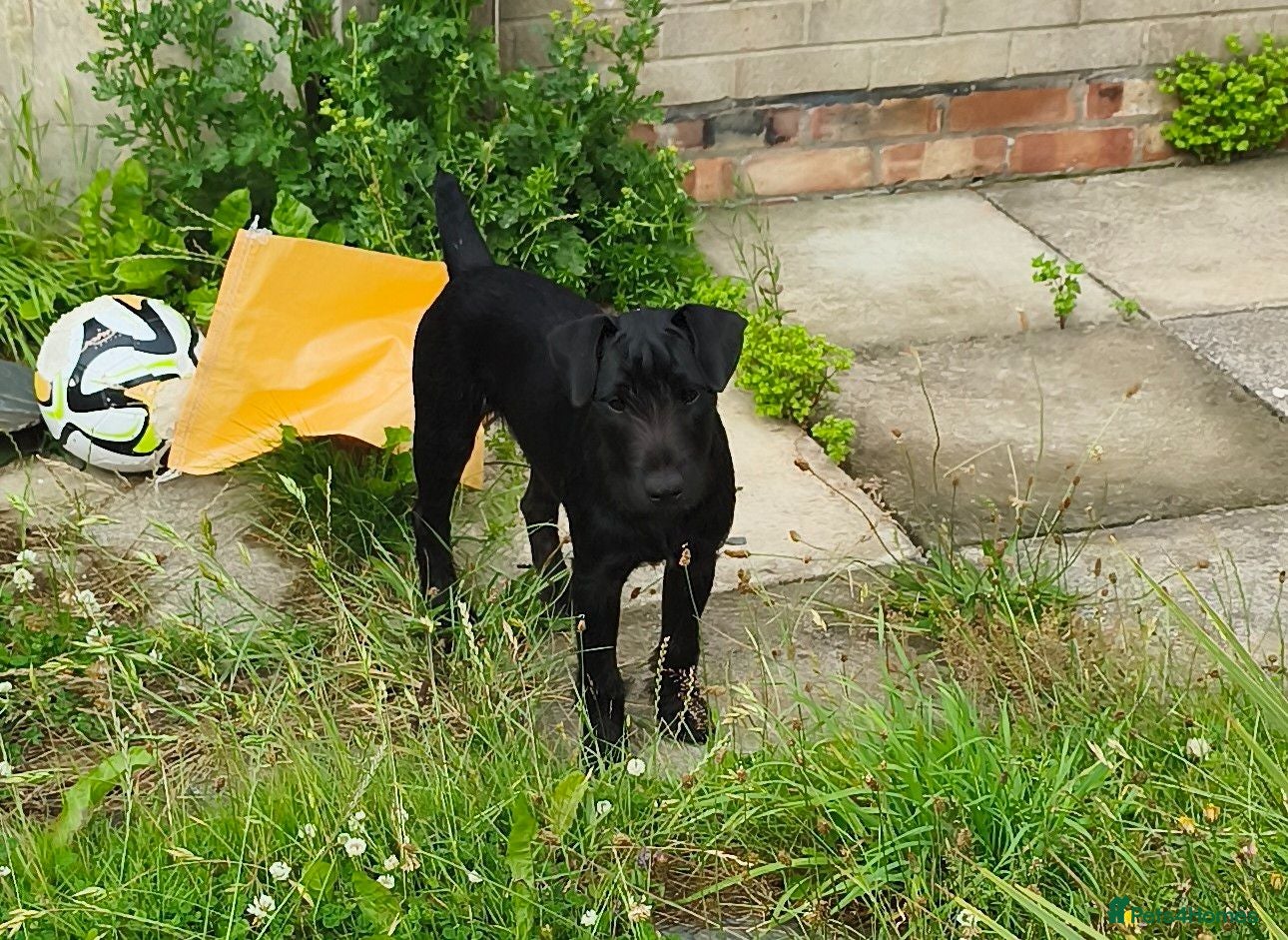 Mixed Breed dogs Lakeland/Patterdale terrier - Advert 3