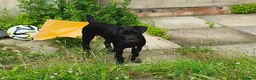 Mixed Breed dogs for sale: Lakeland/Patterdale terrier - Advert 1
