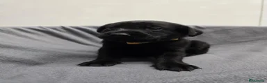 Labrador Retriever 1