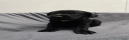 Labrador Retriever dogs for sale: Gorgeous labrador puppies for sale  in Thetford - Advert 9
