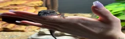 Leopard Gecko reptiles for sale: Two Female Leopard Geckos for Sale - Advert 3