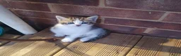 Mixed Breed cats for sale: 2 female kittens for sale - Advert 6