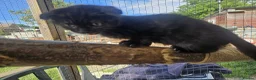 Mixed Breed cats for sale: Sweet kittens looking for a loving home 🏠  in Biggleswade - Advert 11