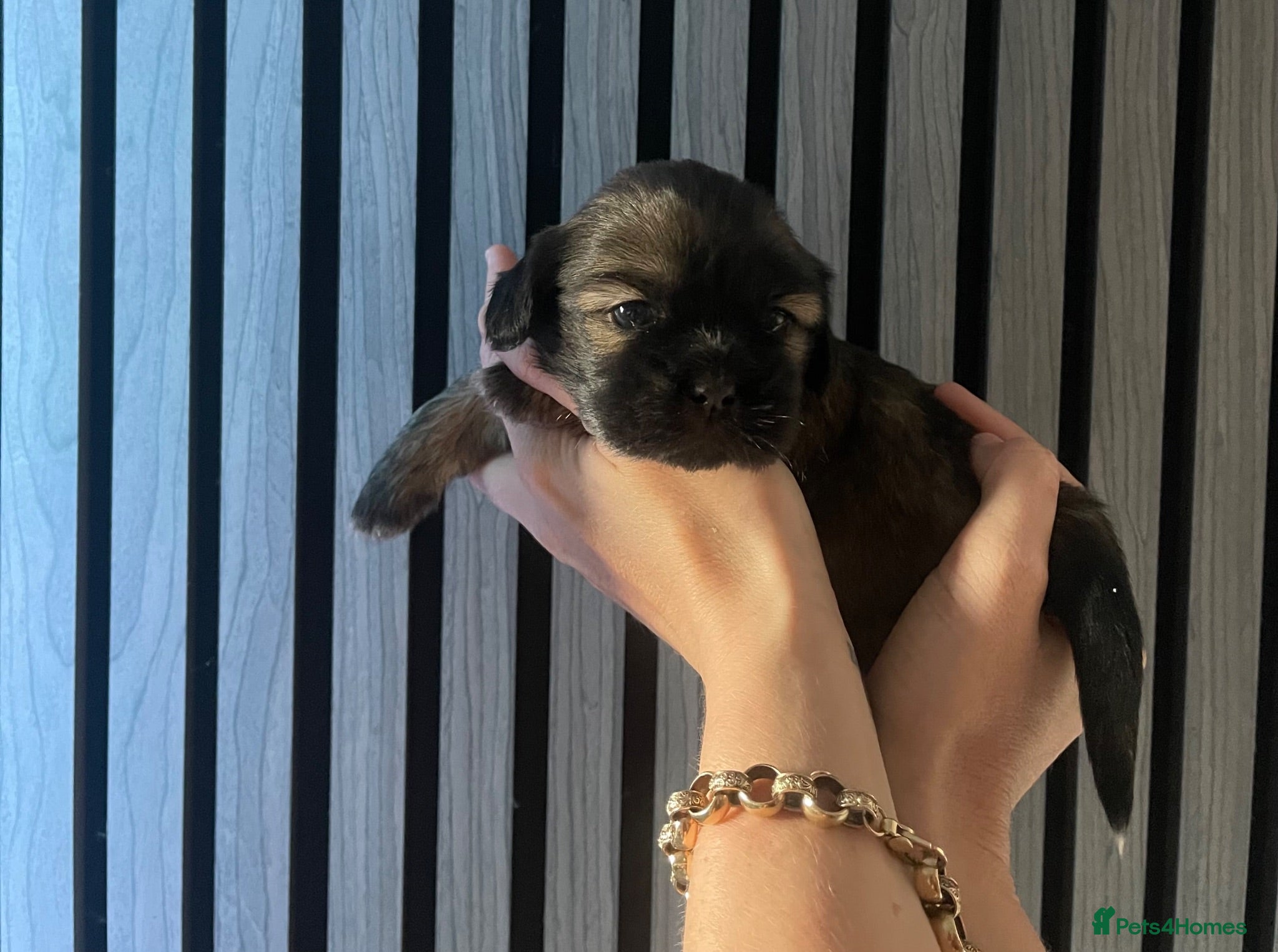 Mixed Breed dogs Shih Tzu x Maltese puppies  - Advert 16