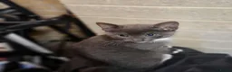 Mixed Breed cats for sale: 2 Gorgeous Grey Friendly Kittens Ready Now - Advert 5