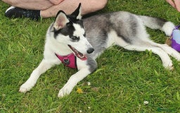 Siberian Husky dogs for sale: Beautiful Siberian Husky Female  - Image 1
