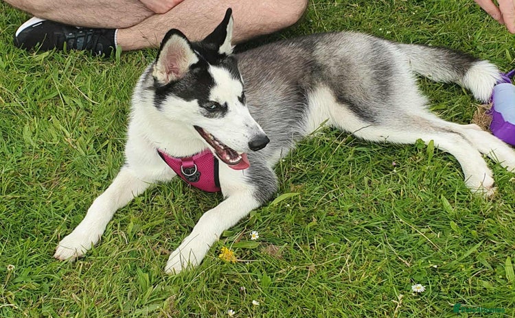 Siberian Husky dogs - Advert 16