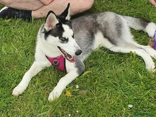 Siberian Husky dogs Beautiful Siberian Husky Female - Advert 1
