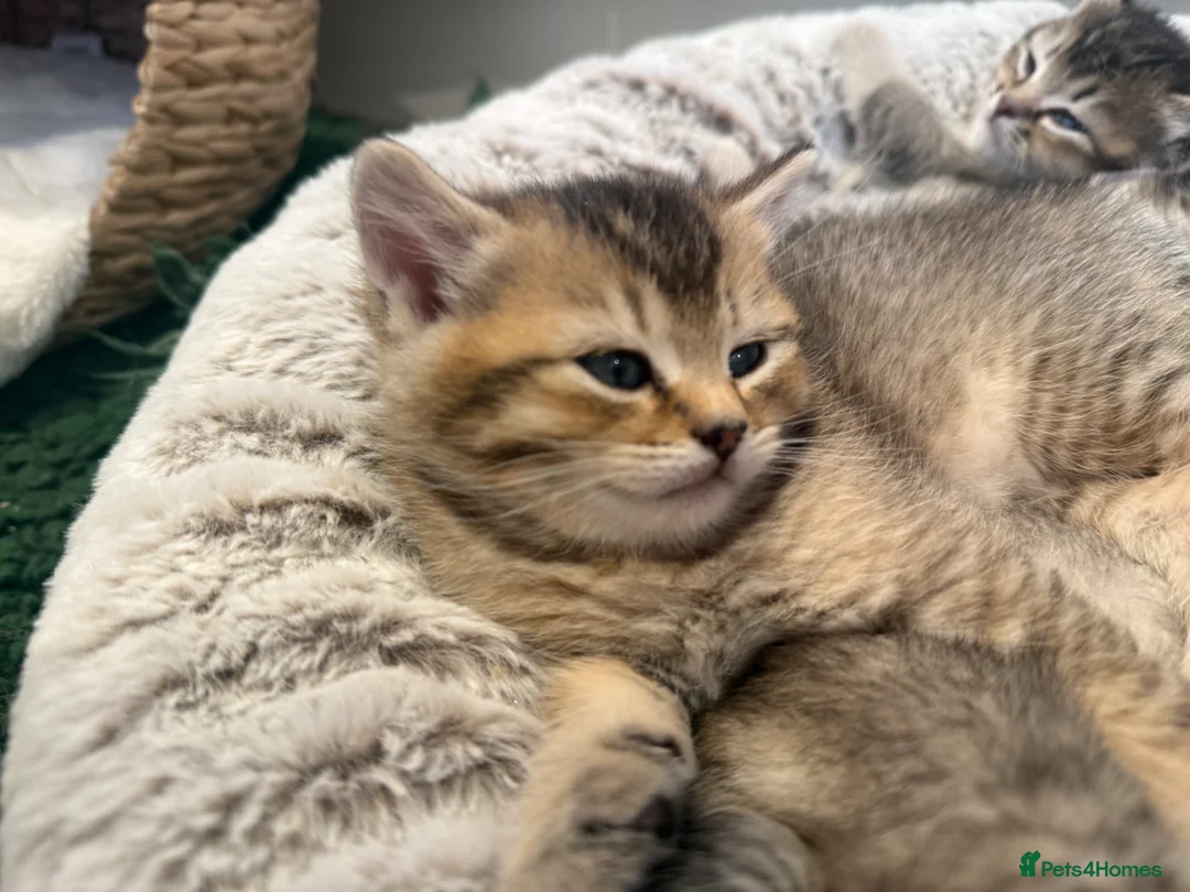 British Shorthair cats for sale:     Gorgeous British Shorthair Boy  in Swindon - Advert 9