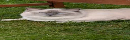 Ragdoll cats for sale: GCCF registered Pedigree 1YO Male Ragdoll for sale - Advert 4