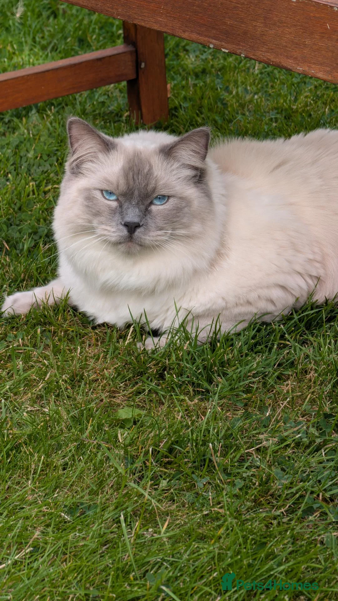 Ragdoll cats for sale: GCCF registered Pedigree 1YO Male Ragdoll for sale - Advert 4
