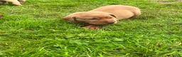 Labrador Retriever dogs for sale: KC fox red puppies - Advert 7