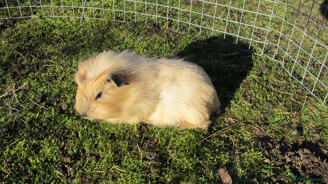 Guinea Pig rodents for sale: stunning male guinea pigs, several types & colours - Advert 1