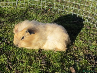 Guinea Pig rodents stunning male guinea pigs, several types & colours - Advert 1