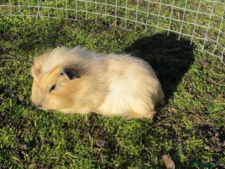 Guinea Pig rodents stunning male guinea pigs, several types & colours - Advert 12
