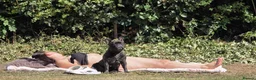 French Bulldog dogs for stud: My name is Nyra - Advert 3