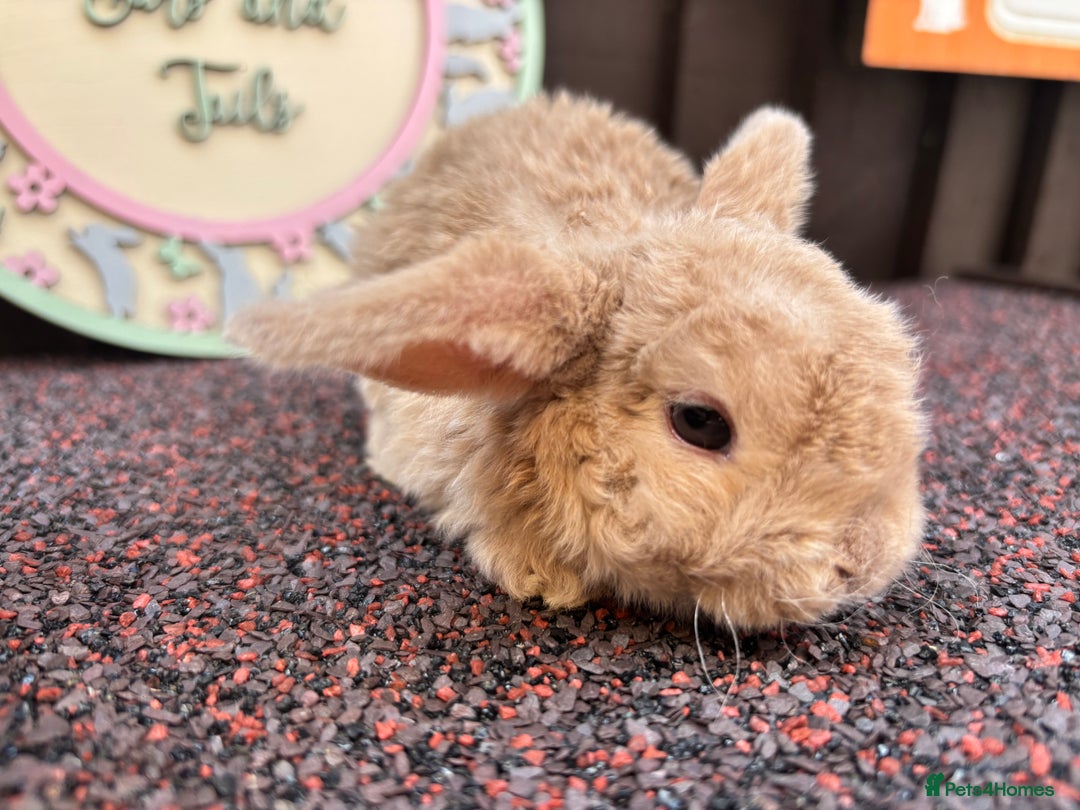 Mini Lop rabbits for sale: Mini Plush Lops - Image 2