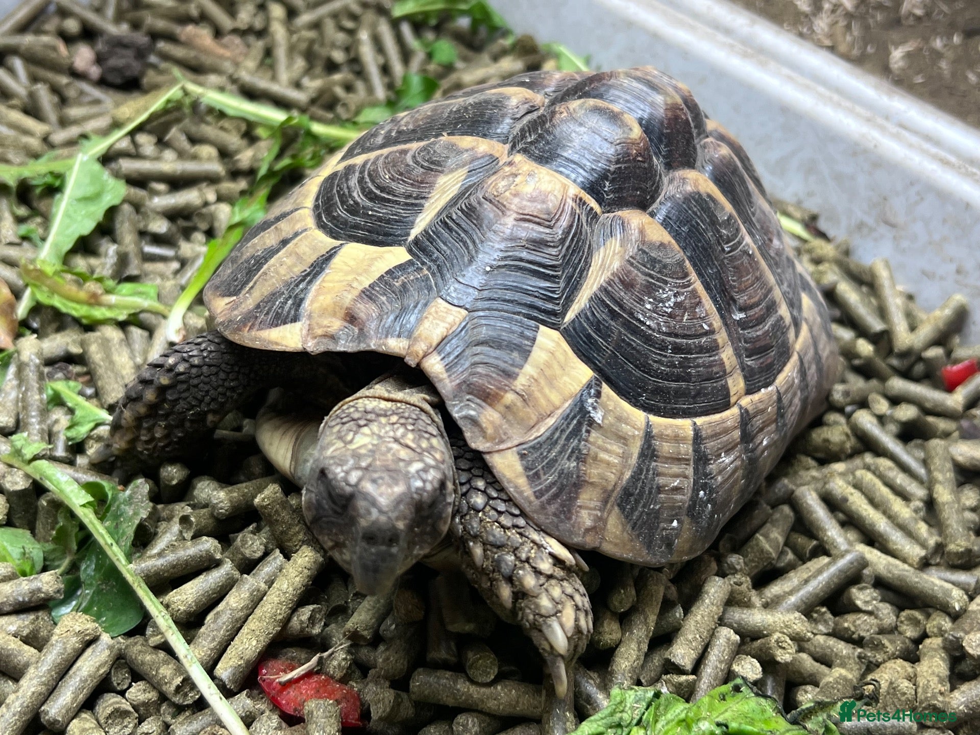 Hermann Tortoise reptiles Hermann tortoises(s) - Advert 1