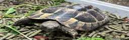 Hermann Tortoise reptiles for sale: Hermann tortoises(s) in Moreton-in-Marsh - Advert 1