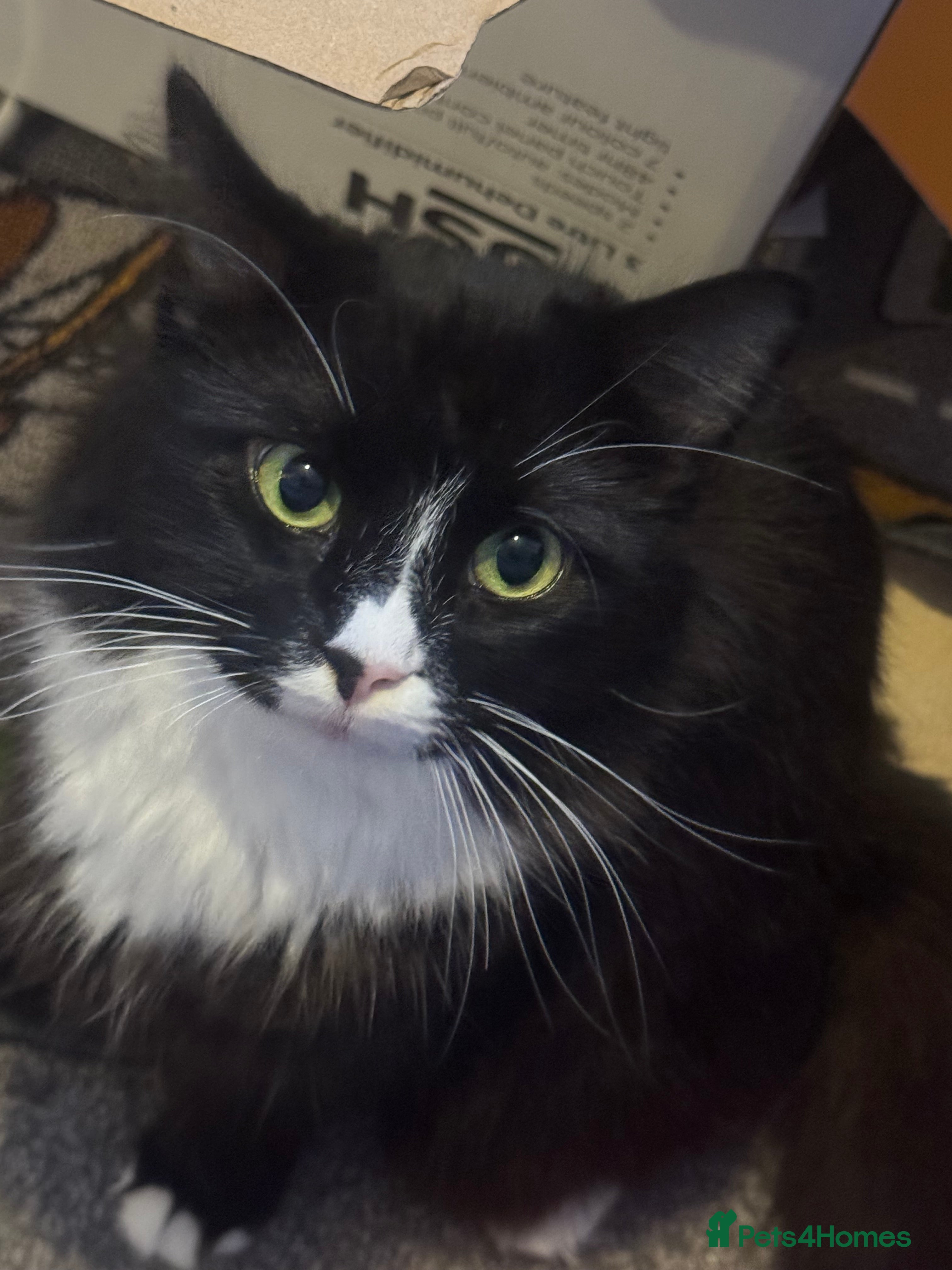 Mixed Breed cats Joy and Mill for sale  - Advert 6