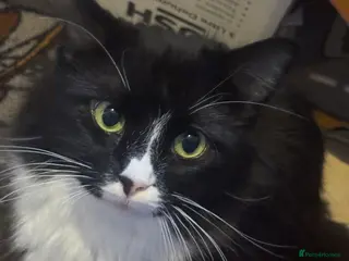 Mixed Breed cats Joy and Mill for sale - Advert 1