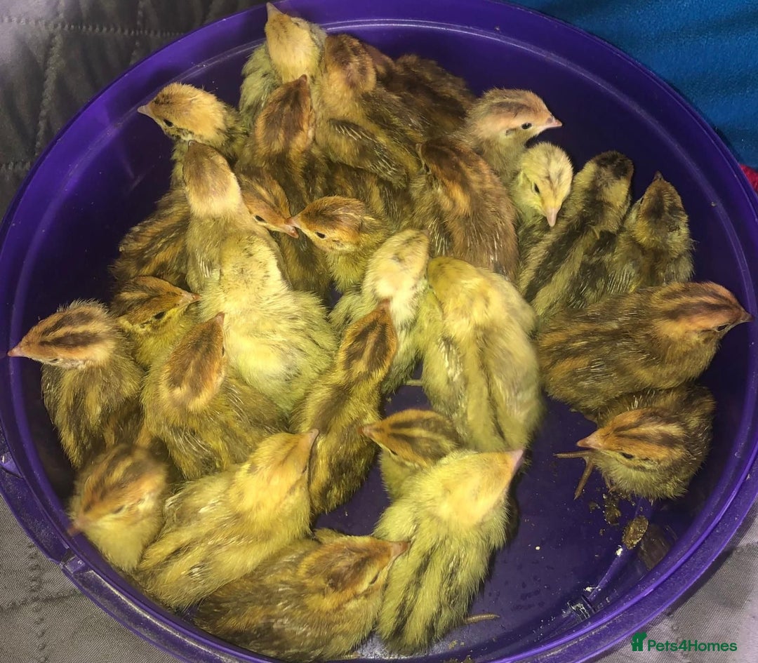 Quail poultry for sale: QUAIL HATCHING EGGS/1ST SEPTEMBER ! - Image 20