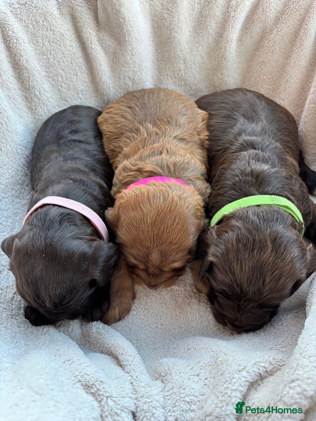 Cockapoo dogs for sale: Stunning F1 Cockapoo Puppies KC Parents  - Advert 4