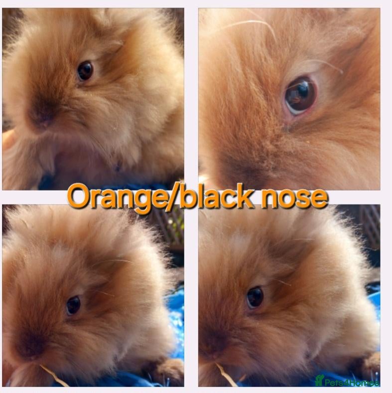 Cashmere Lop rabbits *12 WK OLD MALE CASHMERE LIONHEAD MINILOP - Advert 3