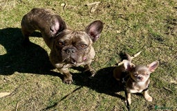 Chihuahua dogs for sale: 9 month old Girl - Image 5