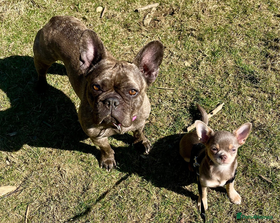 Chihuahua dogs for sale: 9 month old Girl - Image 5