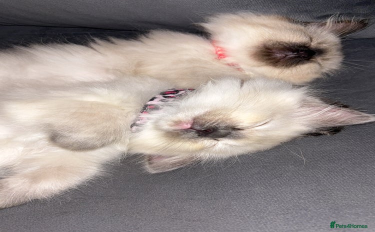 Ragdoll cats - Advert 13