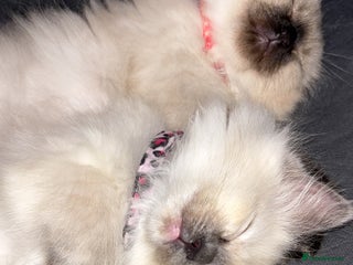 Ragdoll cats - Advert 18