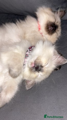 Ragdoll cats - Advert 13