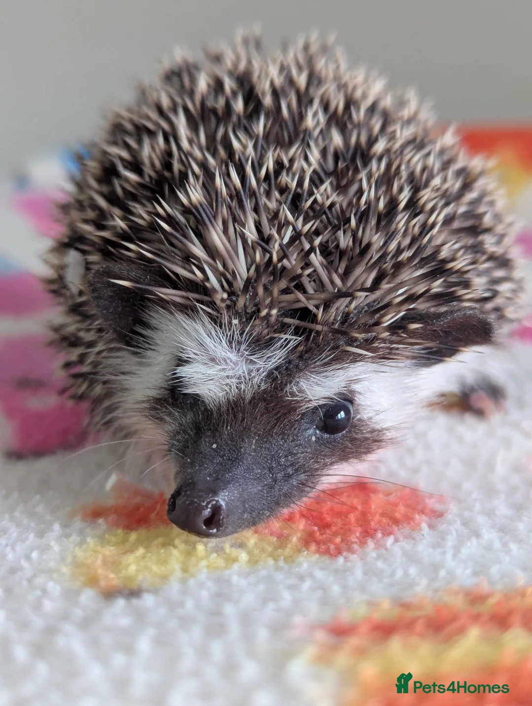 Pygmy Hedgehog rodents for sale: Beautiful Hoglets Ready for 5* Homes - Advert 6