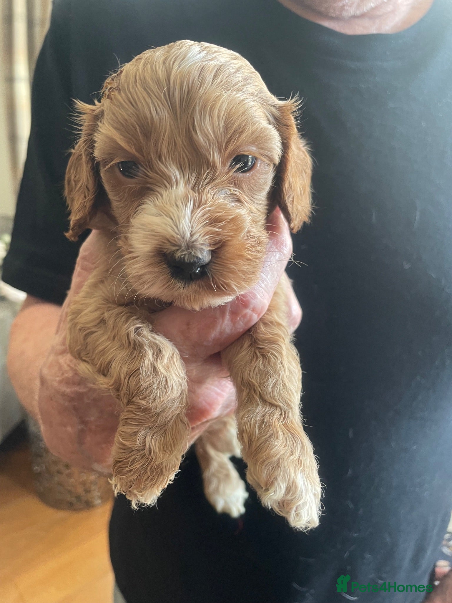 Cockapoo dogs F1 beautiful litter red and apricot  - Advert 12