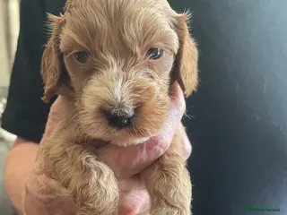 Cockapoo dogs F1 beautiful litter red and apricot - Advert 1